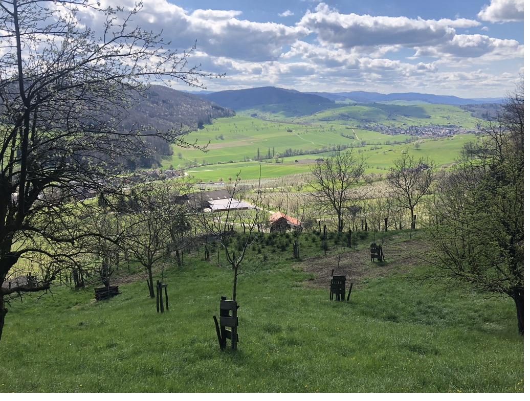 Ruine Pfeffingen aus der Vogelperspektive