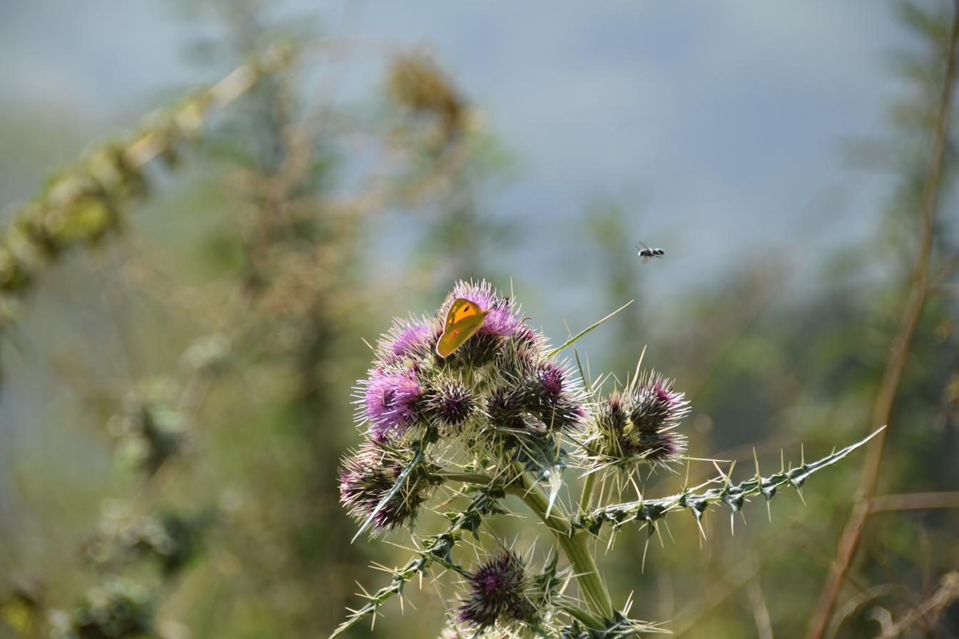 Distel mit Tautropfen im Gegenlicht