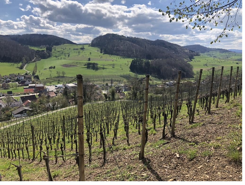 Rebberge mit Weitsicht